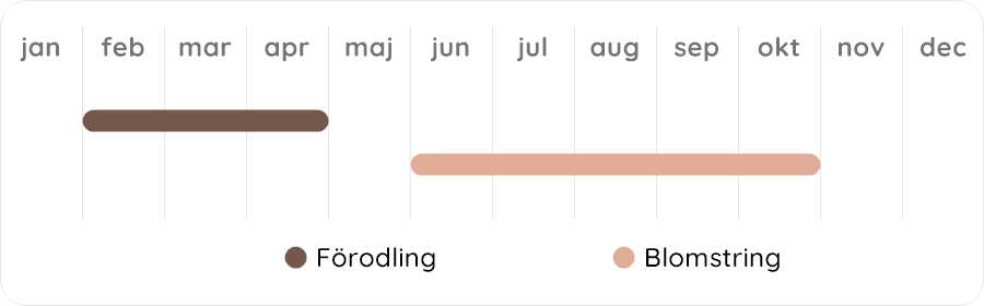 Växtdiagram