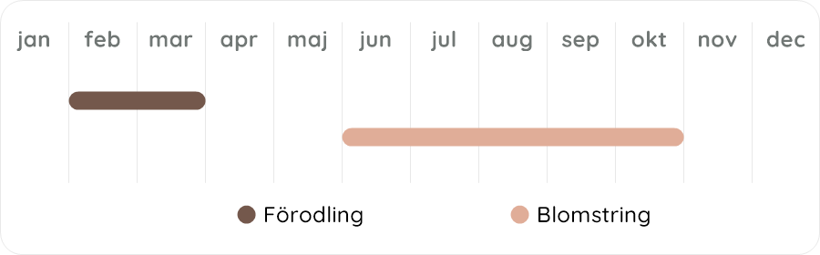 Växtdiagram