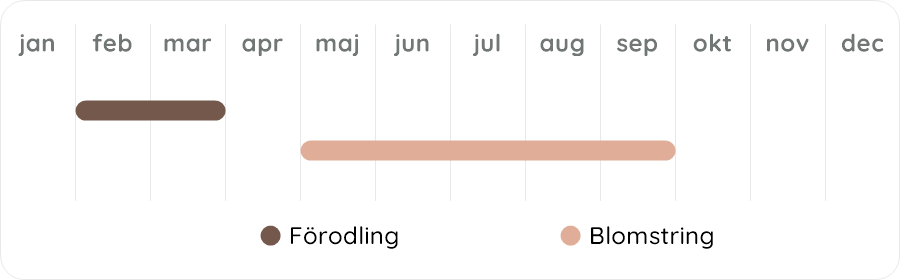 Växtdiagram