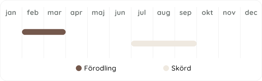 Växtdiagram