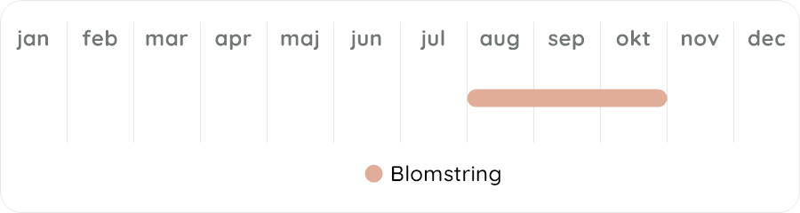 Växtdiagram