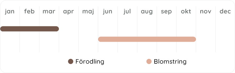 Växtdiagram