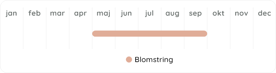 Växtdiagram