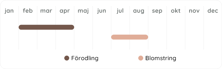 Växtdiagram