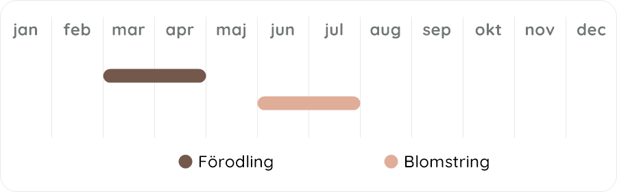 Växtdiagram