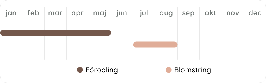 Växtdiagram