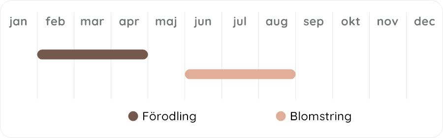 Växtdiagram