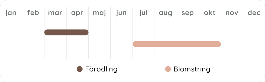 Växtdiagram