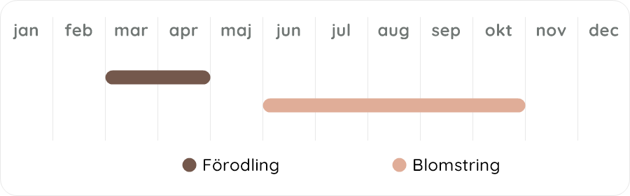 Växtdiagram