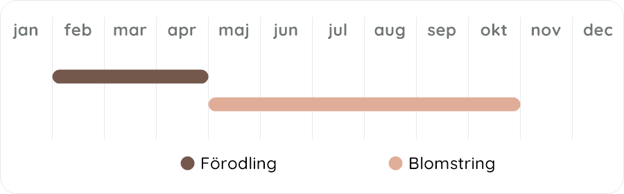 Växtdiagram