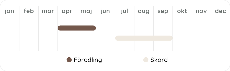 Växtdiagram