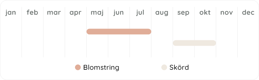 Växtdiagram