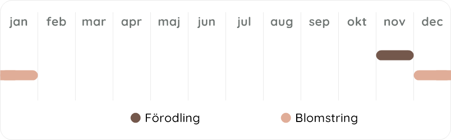 Växtdiagram