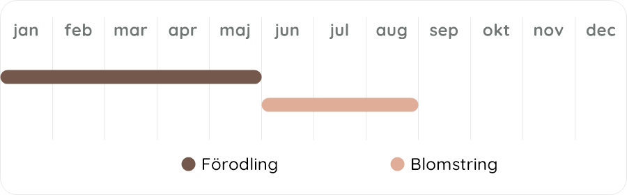 Växtdiagram