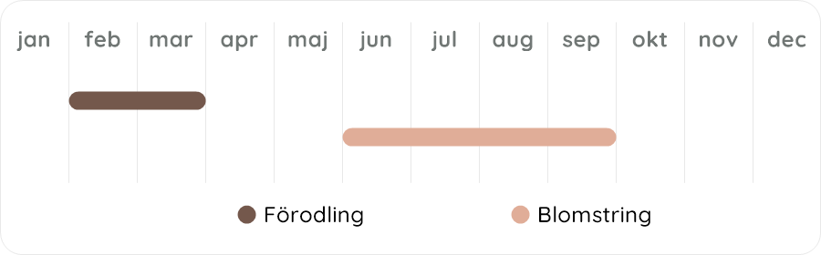 Växtdiagram