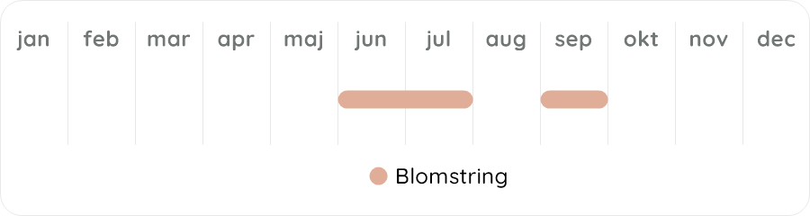 Växtdiagram