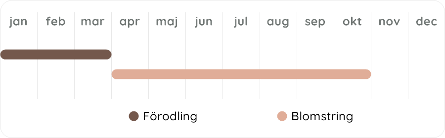 Växtdiagram