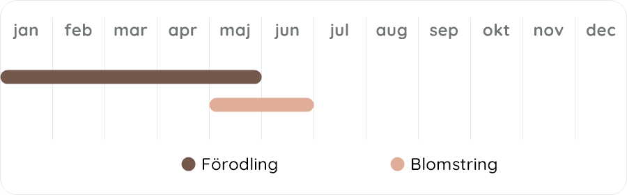 Växtdiagram