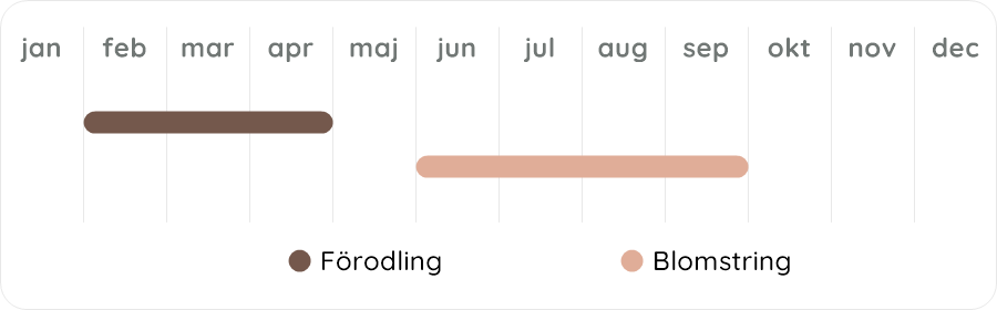 Växtdiagram
