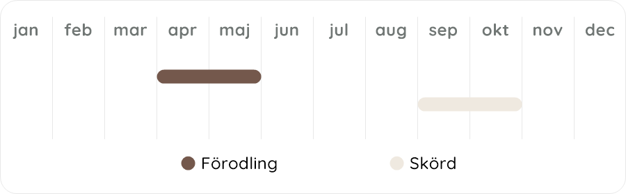 Växtdiagram