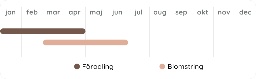 Växtdiagram