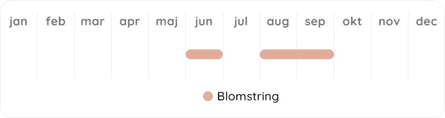 Växtdiagram