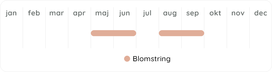 Växtdiagram