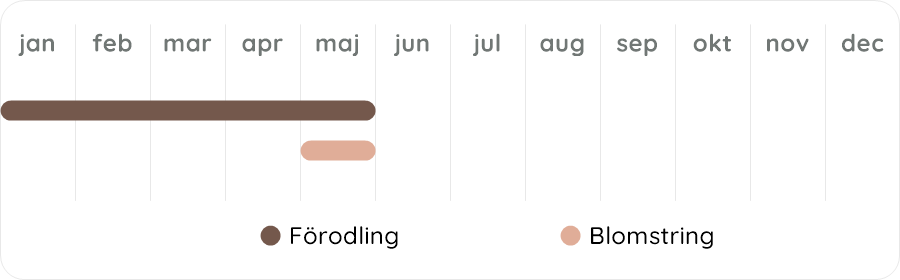 Växtdiagram