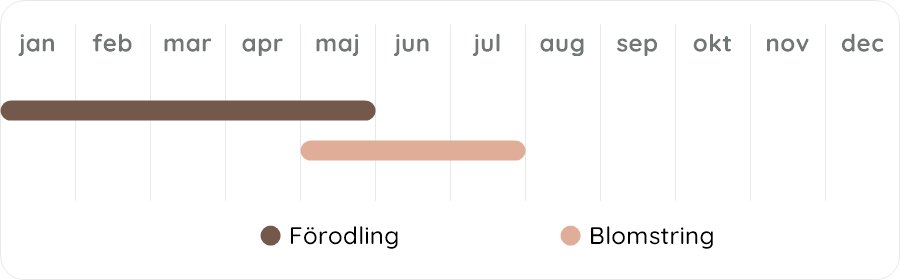 Växtdiagram