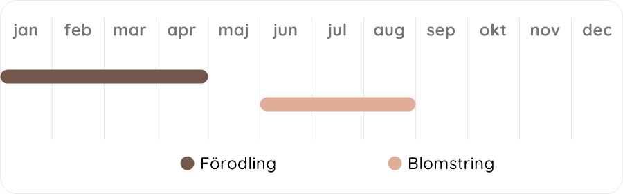 Växtdiagram