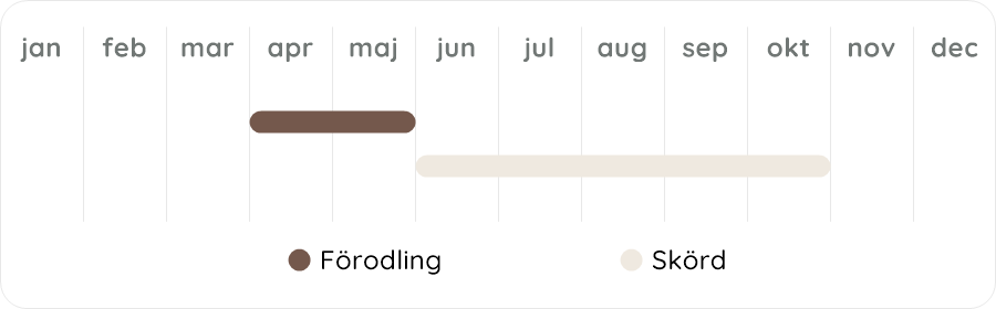 Växtdiagram