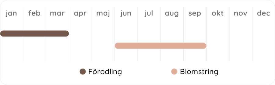 Växtdiagram