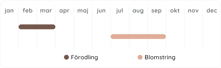 Växtdiagram
