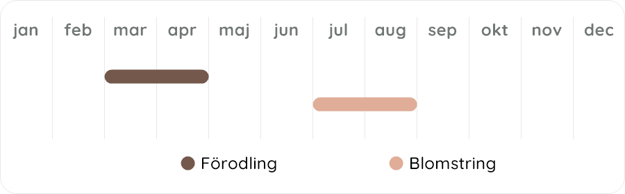 Växtdiagram