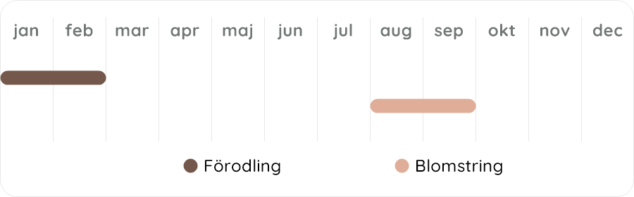 Växtdiagram