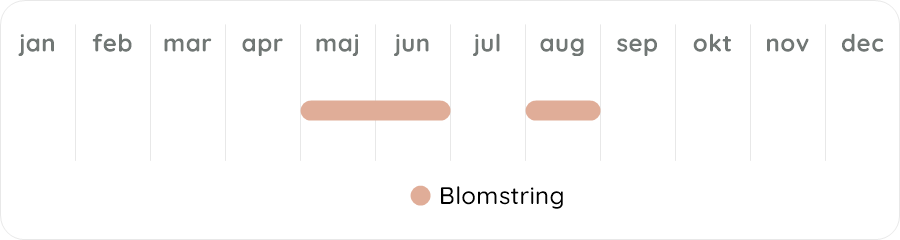 Växtdiagram