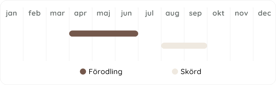 Växtdiagram