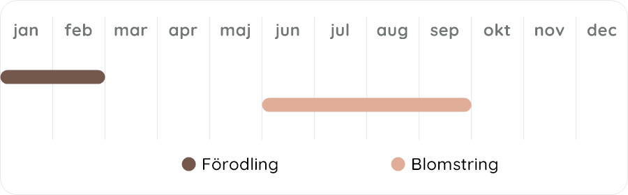 Växtdiagram