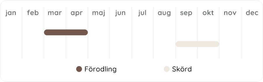 Växtdiagram