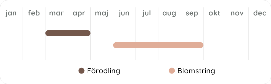 Växtdiagram