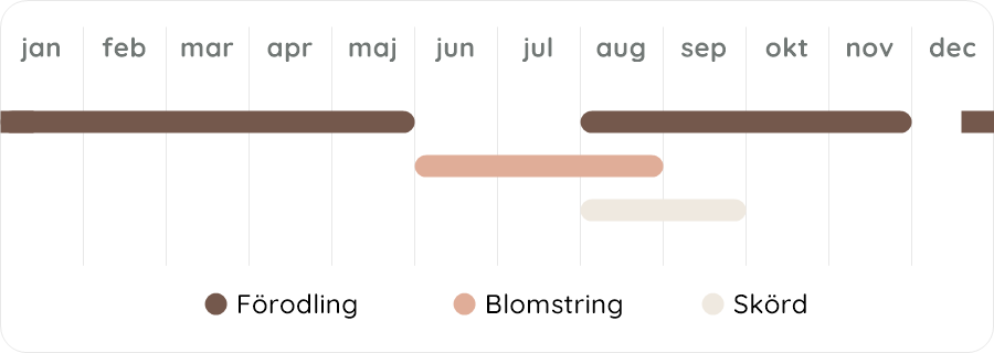 Växtdiagram