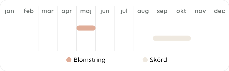 Växtdiagram