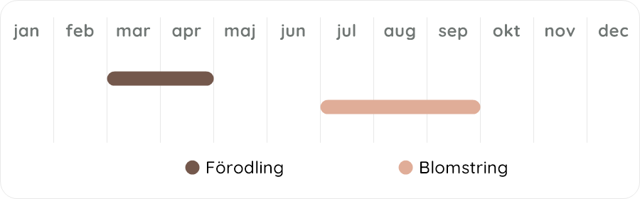 Växtdiagram