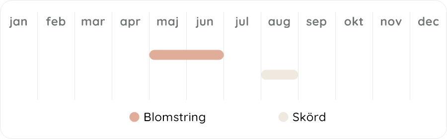 Växtdiagram