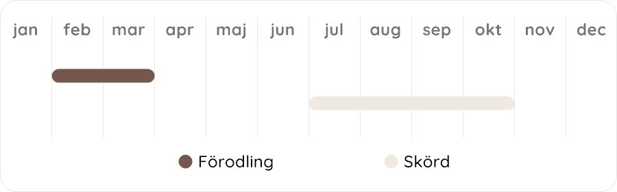 Växtdiagram