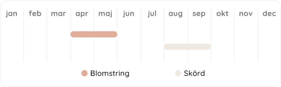 Växtdiagram