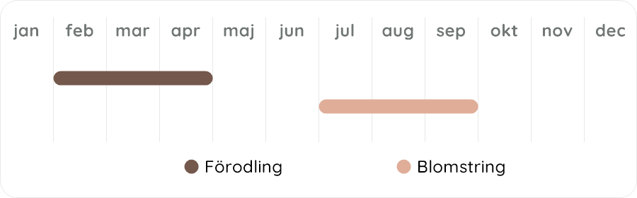 Växtdiagram