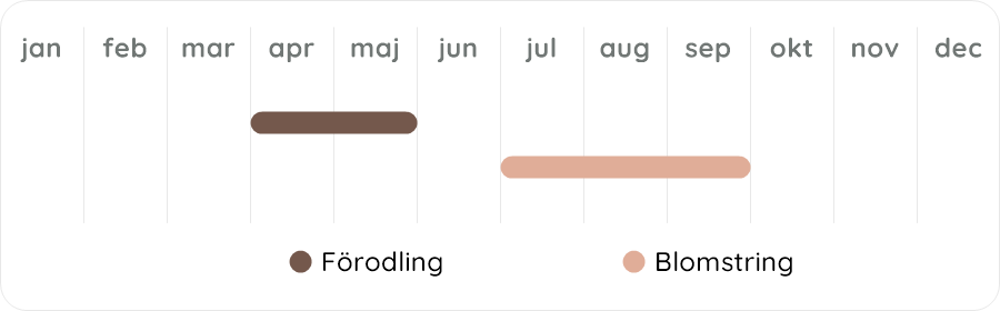 Växtdiagram
